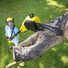 Best Tree Disease Treatment  in Cassville, MO