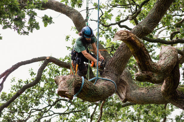 Best Tree Maintenance Programs  in Cassville, MO