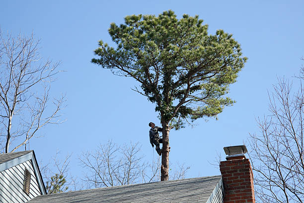 Best Arborist Consultation Services  in Cassville, MO